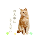 茶トラ 猫 毎日使える スタンプ（個別スタンプ：17）