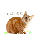 茶トラ 猫 毎日使える スタンプ（個別スタンプ：18）