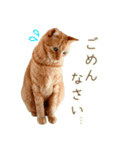 茶トラ 猫 毎日使える スタンプ（個別スタンプ：19）
