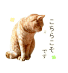 茶トラ 猫 毎日使える スタンプ（個別スタンプ：21）