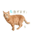 茶トラ 猫 毎日使える スタンプ（個別スタンプ：22）