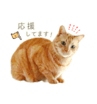 茶トラ 猫 毎日使える スタンプ（個別スタンプ：23）