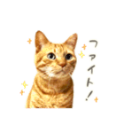 茶トラ 猫 毎日使える スタンプ（個別スタンプ：24）