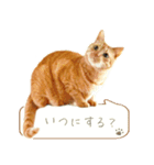 茶トラ 猫 毎日使える スタンプ（個別スタンプ：25）