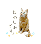 茶トラ 猫 毎日使える スタンプ（個別スタンプ：26）