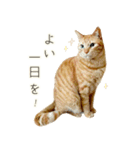 茶トラ 猫 毎日使える スタンプ（個別スタンプ：28）