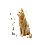 茶トラ 猫 毎日使える スタンプ（個別スタンプ：29）