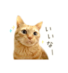 茶トラ 猫 毎日使える スタンプ（個別スタンプ：30）