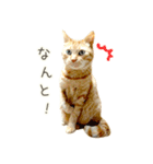 茶トラ 猫 毎日使える スタンプ（個別スタンプ：31）