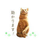 茶トラ 猫 毎日使える スタンプ（個別スタンプ：32）