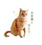 茶トラ 猫 毎日使える スタンプ（個別スタンプ：33）