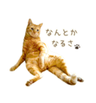 茶トラ 猫 毎日使える スタンプ（個別スタンプ：34）