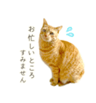 茶トラ 猫 毎日使える スタンプ（個別スタンプ：35）