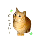 茶トラ 猫 毎日使える スタンプ（個別スタンプ：36）