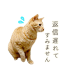 茶トラ 猫 毎日使える スタンプ（個別スタンプ：38）