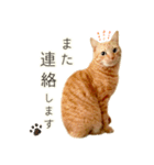 茶トラ 猫 毎日使える スタンプ（個別スタンプ：39）