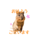 敬語のクオッカワラビー（個別スタンプ：1）