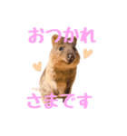 敬語のクオッカワラビー（個別スタンプ：2）