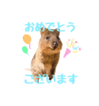 敬語のクオッカワラビー（個別スタンプ：3）