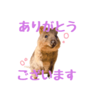 敬語のクオッカワラビー（個別スタンプ：4）