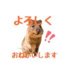 敬語のクオッカワラビー（個別スタンプ：7）