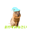 敬語のクオッカワラビー（個別スタンプ：8）