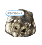 ハムスターのいる生活。（個別スタンプ：2）