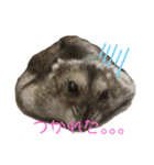 ハムスターのいる生活。（個別スタンプ：5）
