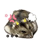 ハムスターのいる生活。（個別スタンプ：8）