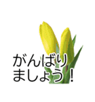 *花*チューリップ ていねいVer.（個別スタンプ：7）