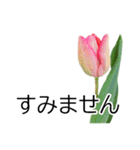 *花*チューリップ ていねいVer.（個別スタンプ：11）