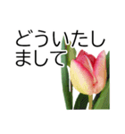 *花*チューリップ ていねいVer.（個別スタンプ：14）