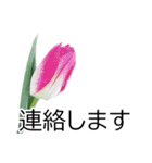 *花*チューリップ ていねいVer.（個別スタンプ：24）