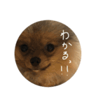 LINEでよく使うことば集めてみた（個別スタンプ：1）