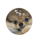 LINEでよく使うことば集めてみた（個別スタンプ：6）