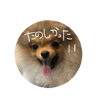 LINEでよく使うことば集めてみた（個別スタンプ：12）