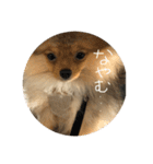 LINEでよく使うことば集めてみた（個別スタンプ：23）