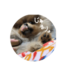 LINEでよく使うことば集めてみた（個別スタンプ：24）