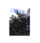 我が家のGardenとわんこ（個別スタンプ：5）