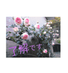 我が家のGardenとわんこ（個別スタンプ：6）