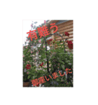 我が家のGardenとわんこ（個別スタンプ：8）