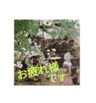 我が家のGardenとわんこ（個別スタンプ：10）