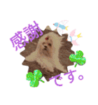 我が家のGardenとわんこ（個別スタンプ：12）
