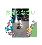 我が家のGardenとわんこ（個別スタンプ：17）