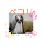 我が家のGardenとわんこ（個別スタンプ：19）