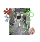 我が家のGardenとわんこ（個別スタンプ：21）