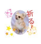 我が家のGardenとわんこ（個別スタンプ：24）