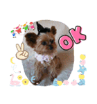 我が家のGardenとわんこ（個別スタンプ：27）