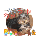 我が家のGardenとわんこ（個別スタンプ：33）