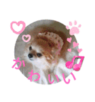 我が家のGardenとわんこ（個別スタンプ：37）